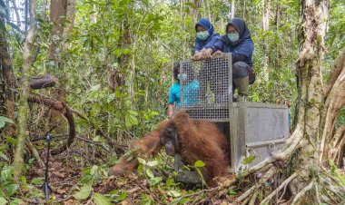 Jala, Orangutan Liar Dewasa yang Terjebak di Kebun Warga Kini Punya Rumah Baru