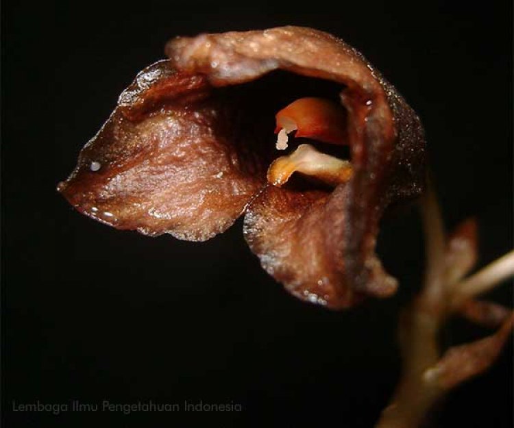 Anggrek Hantu, Bunga yang Hanya Bisa Dilihat Saat Fase Berbunga Juga Ditemukan di Vietnam