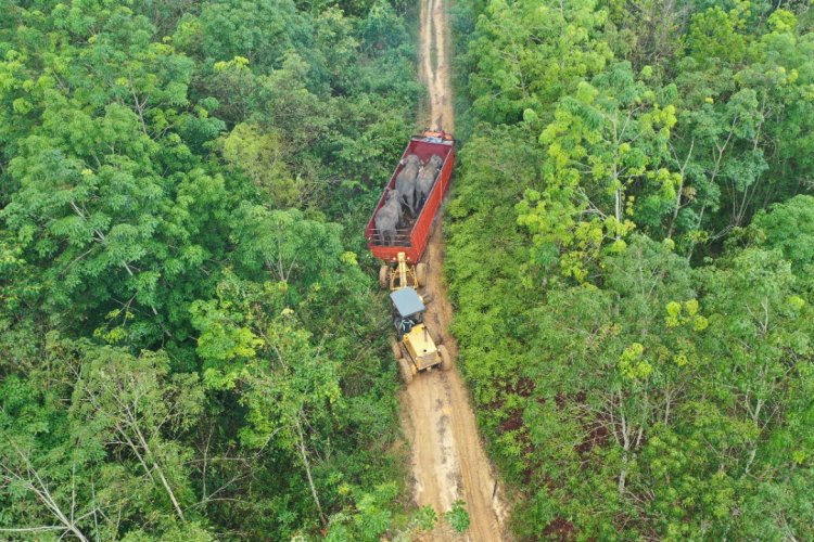 Butuh 3 Hari untuk Bawa Kaesang dan Dodo ke Kawasan TNTN