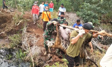 Warga Bengkalis Temukan Harimau Betina Mati dengan Kaki Terjerat