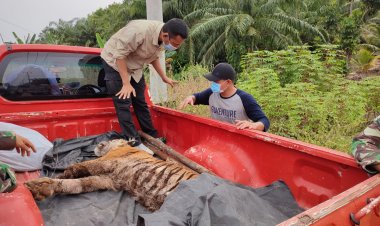 Harimau Mati Kena Jerat, Pelaku Terancam Penjara 5 Tahun dan Denda Sampai Rp100 Juta