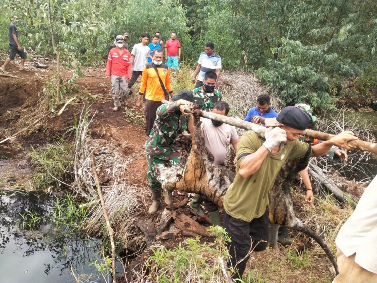 Warga Bengkalis Temukan Harimau Betina Mati dengan Kaki Terjerat