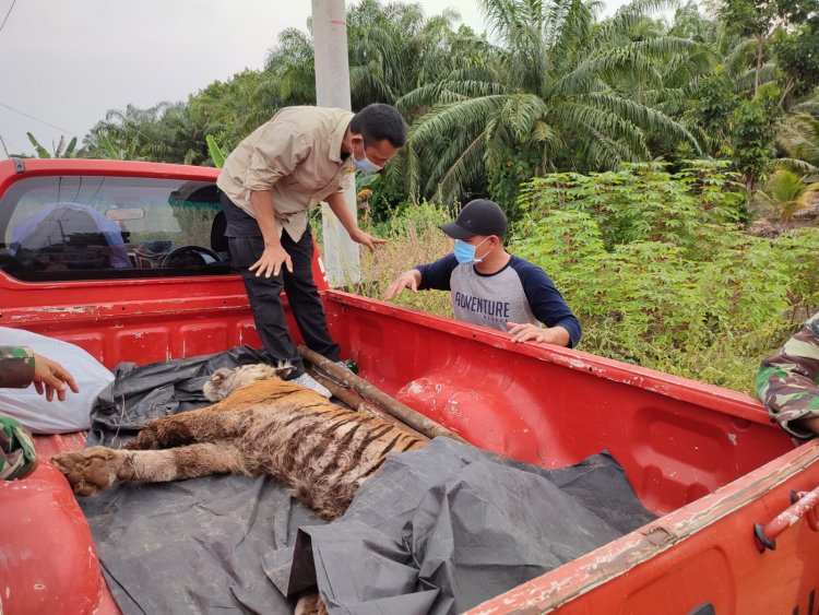 Harimau Mati Kena Jerat, Pelaku Terancam Penjara 5 Tahun dan Denda Sampai Rp100 Juta