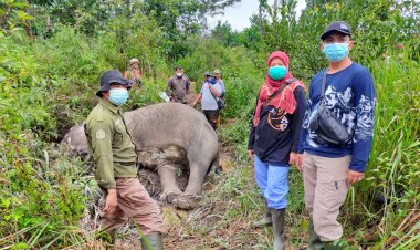 Lagi, Seekor Gajah Ditemukan Mati di Riau
