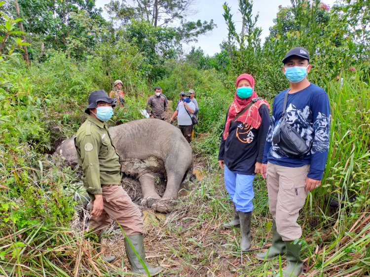 Lagi, Seekor Gajah Ditemukan Mati di Riau