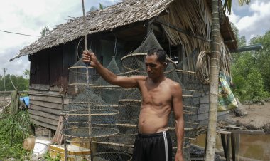 Kebun Kelapa Terimbas Air Laut, Udin Beralih Jadi Nelayan Kepiting Bakau