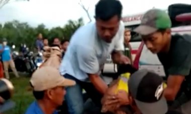 Harimau Terkam Warga di Siak, BBKSDA Riau Imbau Jangan Beraktivitas di Luar pada Sore Sampai Pagi