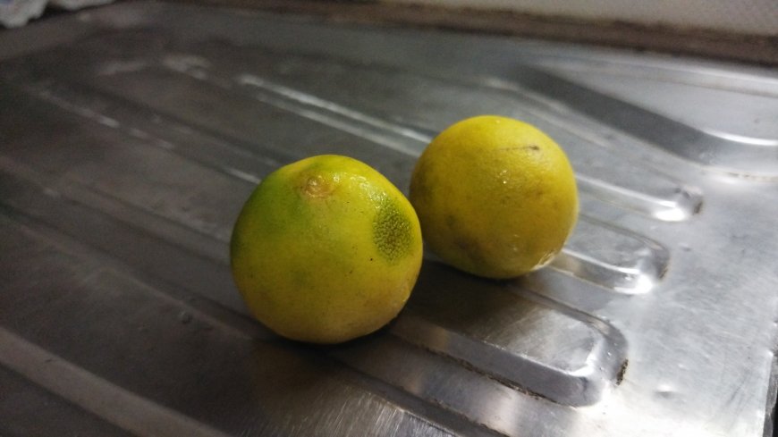 BRIN Kembangkan Tekstil Antibakteri Jeruk Nipis dan Pelapis Ni–Cr untuk Industri Energi