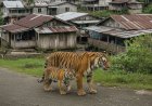 Harimau Sumatera Dekati Permukiman di Pelalawan, BBKSDA Riau Lakukan Penggiringan Induk dan Anak