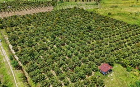 Produktivitas Kakao Nasional Terus Menurun, Pakar UGM Tekankan Peremajaan Kebun dan Bibit Unggul