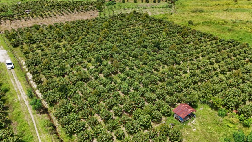 Produktivitas Kakao Nasional Terus Menurun, Pakar UGM Tekankan Peremajaan Kebun dan Bibit Unggul