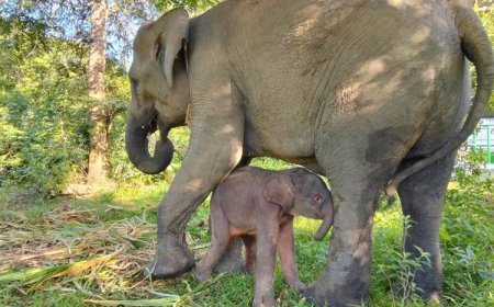 Konflik Gajah di Way Kambas Memuncak, Pakar UGM Dorong Pagar Permanen dan Pemulihan Habitat