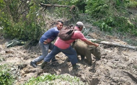 Anak Gajah Terjebak Septic Tank, Kawanan Ngamuk di Mess Karyawan Siak