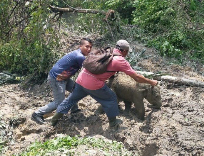 Anak Gajah Terjebak Septic Tank, Kawanan Ngamuk di Mess Karyawan Siak