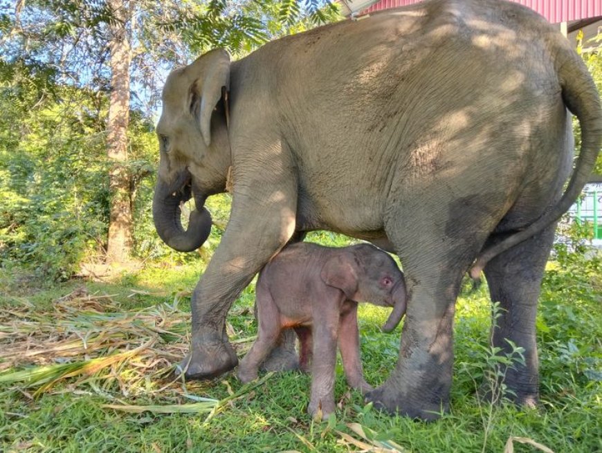 Konflik Gajah di Way Kambas Memuncak, Pakar UGM Dorong Pagar Permanen dan Pemulihan Habitat