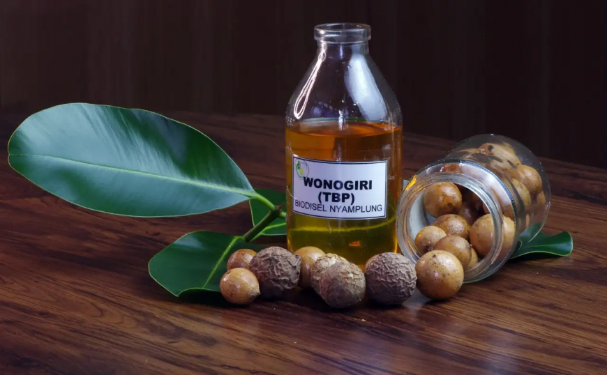 BRIN Kembangkan Biofuel dari Nyamplung, Solusi Kurangi Impor BBM