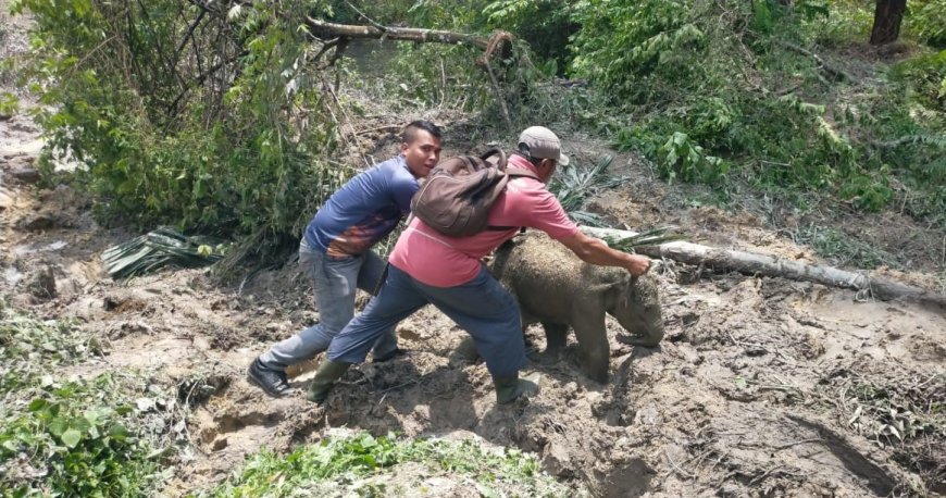 Anak Gajah Terjebak Septic Tank, Kawanan Ngamuk di Mess Karyawan Siak