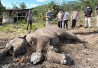 Kasus Anak Gajah Mati di TNTN, Polda Riau Tetapkan Pemilik Lahan Jadi Tersangka