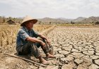 BMKG Prediksi Kemarau Lebih Panjang 2026, Pakar Ingatkan Risiko Gagal Panen