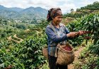 Ekspor Kopi Indonesia Melonjak 81 Persen, Pakar Soroti Masalah Kualitas dan Kesejahteraan Petani