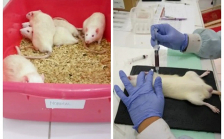 Kerap Dipakai untuk Campuran Tuak, Riset BRIN Ungkap Potensi Kayu Raru Turunkan Gula Darah hingga 21,94 Persen