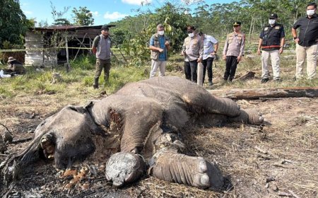 Kasus Anak Gajah Mati di TNTN, Polda Riau Tetapkan Pemilik Lahan Jadi Tersangka