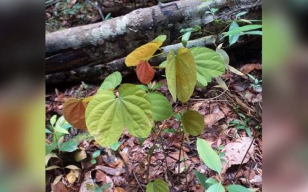 Peneliti IPB Temukan Potensi Tanaman Kangkang Katup untuk Antidiabetes, Masuk 117 Inovasi Indonesia 2025