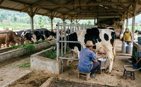 Produksi Rendah, BRIN Dorong Revolusi Peternak Susu