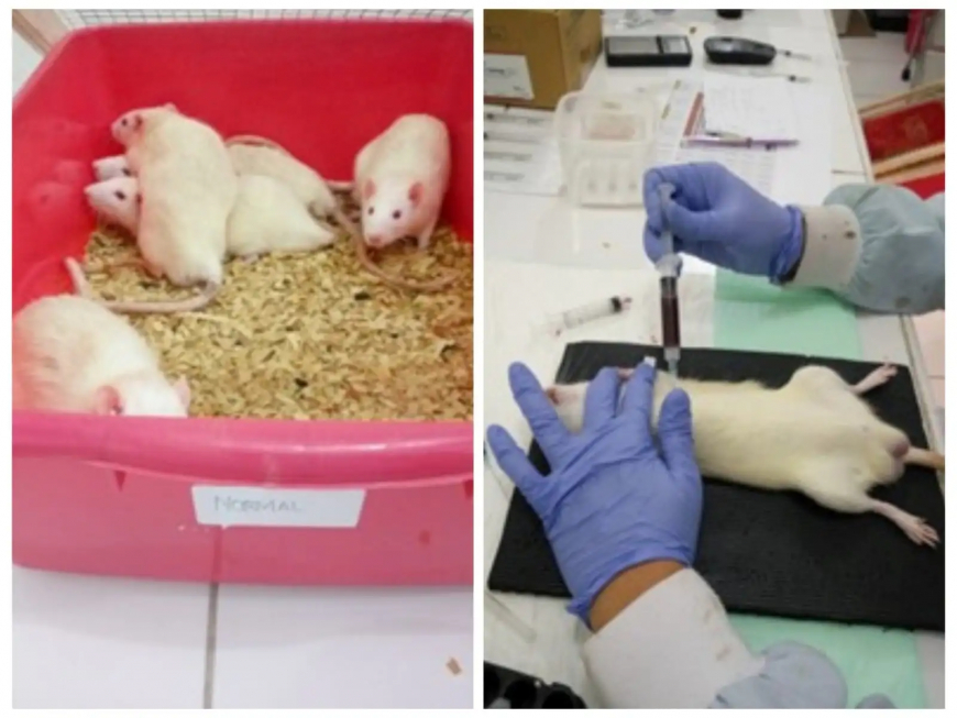 Kerap Dipakai untuk Campuran Tuak, Riset BRIN Ungkap Potensi Kayu Raru Turunkan Gula Darah hingga 21,94 Persen