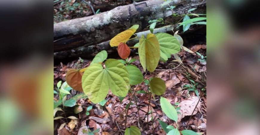 Peneliti IPB Temukan Potensi Tanaman Kangkang Katup untuk Antidiabetes, Masuk 117 Inovasi Indonesia 2025