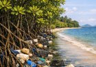 Riset BRIN: Mangrove Efektif Serap Limbah dan Logam Berat, Jadi Kunci Budidaya Laut Berkelanjutan