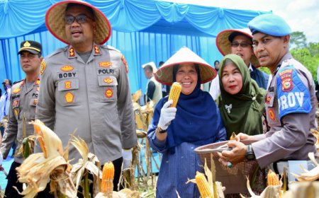 Panen Raya Jagung Kampar Kuartal I 2026, Pemkab Siapkan Bantuan Bibit 600 Hektare
