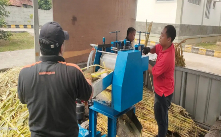 BRIN Kembangkan Mesin Pengolah Gula Semut dari Sorgum