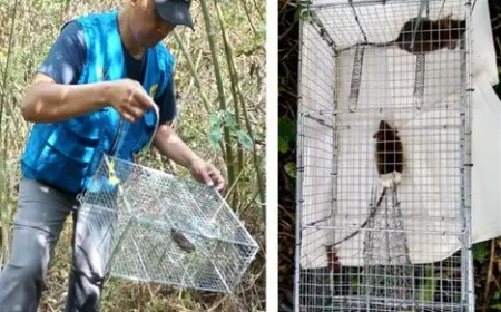 Deforestasi Picu Penyakit Pes Bangkit Kembali