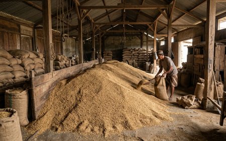 Hadapi El Nino 2026, Akademisi IPB Tawarkan Cara Murah Cegah Ledakan Hama Padi