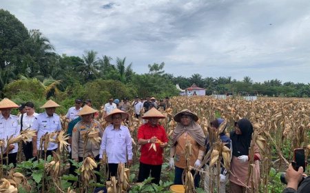 Wabup Rohul Panen Raya Jagung, Dorong Pengurangan Impor