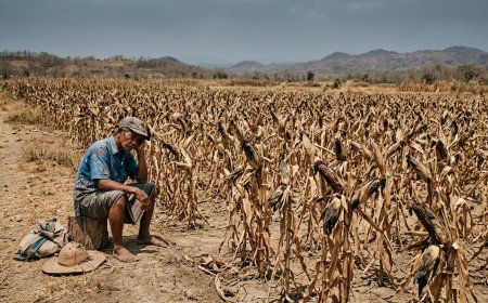 Ancaman Diam-Diam Suhu Ekstrem: Produktivitas Padi dan Jagung Tertekan