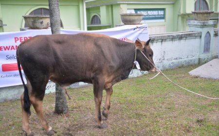 Seleksi Sapi Kurban Bantuan Presiden di Riau Diperketat
