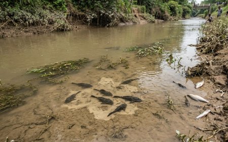Ikan Sapu-Sapu Jadi Ancaman Ekosistem Air Tawar, Akademisi UIR Minta Mitigasi Serius