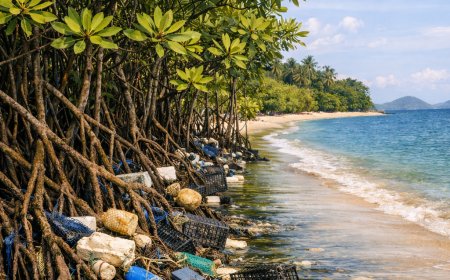 Riset BRIN: Mangrove Efektif Serap Limbah dan Logam Berat, Jadi Kunci Budidaya Laut Berkelanjutan
