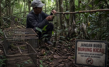 70 Persen Burung Sitaan Berasal dari Sumatra, Perburuan Liar Dipicu Pasar dan Budaya