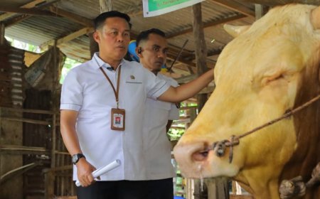 Stok Sapi Kurban Pekanbaru 2026 Tembus 3.514 Ekor, Tenayan Raya Jadi Penyumbang Terbanyak