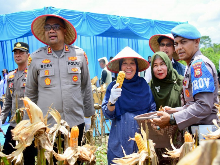 Panen Raya Jagung Kampar Kuartal I 2026, Pemkab Siapkan Bantuan Bibit 600 Hektare