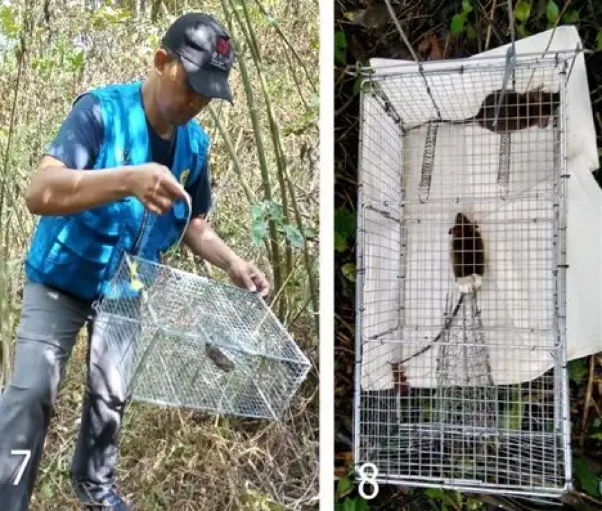 Deforestasi Picu Penyakit Pes Bangkit Kembali