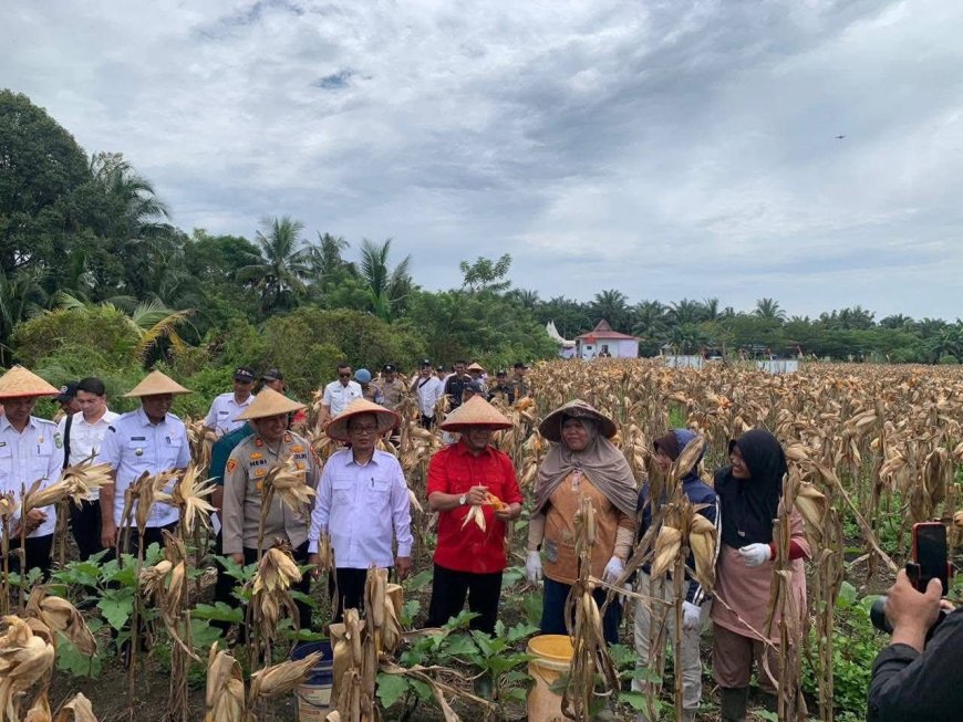 Wabup Rohul Panen Raya Jagung, Dorong Pengurangan Impor