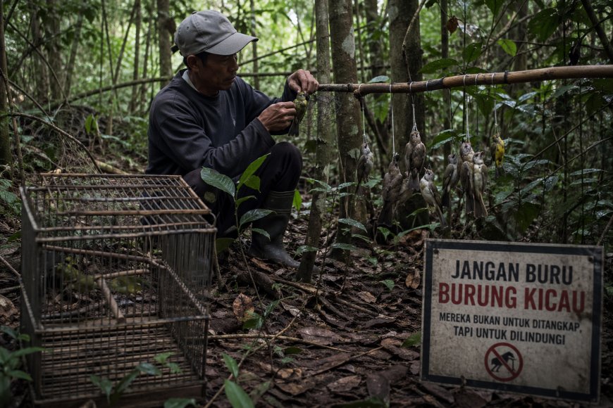 70 Persen Burung Sitaan Berasal dari Sumatra, Perburuan Liar Dipicu Pasar dan Budaya