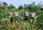 Polsek Rambah Pantau Kebun Jagung Warga, Tanaman Tumbuh Subur Dukung Ketahanan Pangan