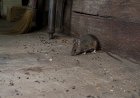 Kasus Hantavirus Kembali Muncul, Pakar Ingatkan Bahaya Debu Kotoran Tikus