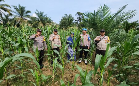 Polsek Rambah Pantau Kebun Jagung Warga, Tanaman Tumbuh Subur Dukung Ketahanan Pangan