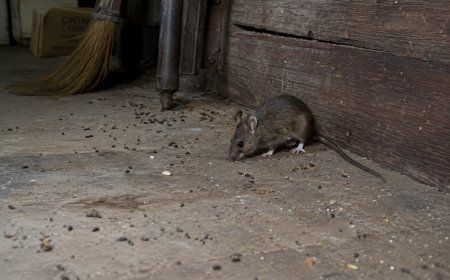 Kasus Hantavirus Kembali Muncul, Pakar Ingatkan Bahaya Debu Kotoran Tikus
